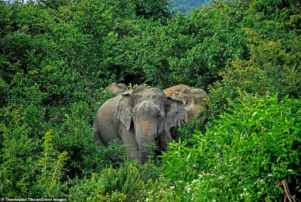 100多头大象死亡,200头大象死亡