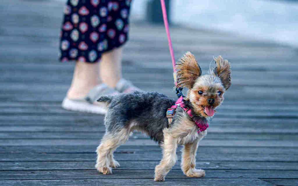 人养宠物盈利模式,300%利润宠物行业到底有多赚钱呢