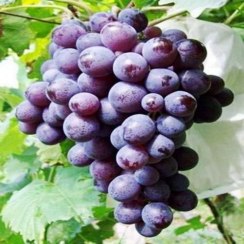 适合南方盆栽的葡萄品种,适合南方种植的葡萄品种有哪些