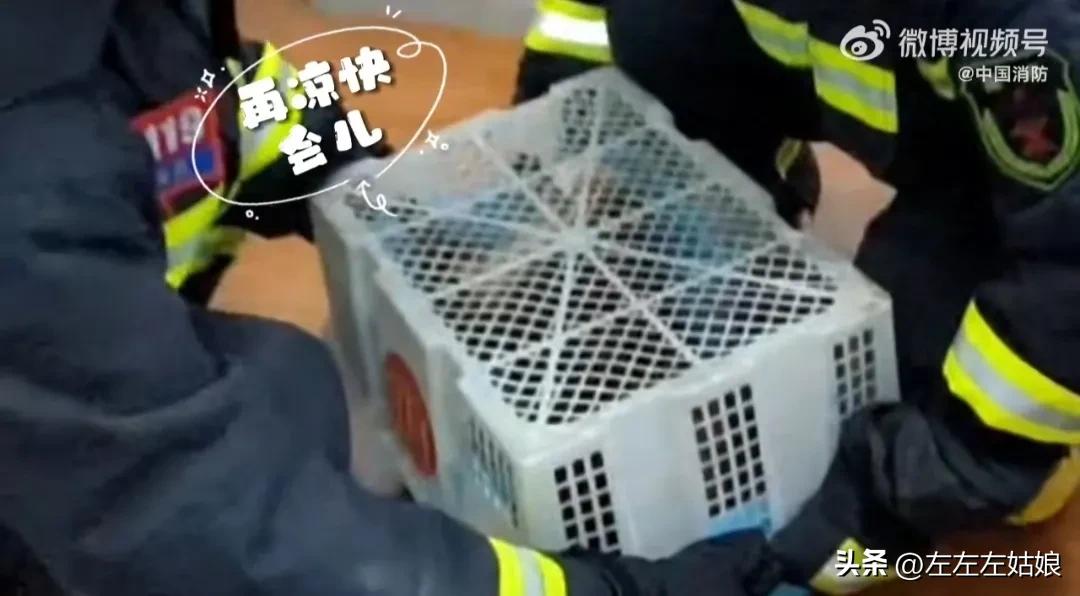 不仅仅是人，立秋后的动物居然还中暑了！太热了