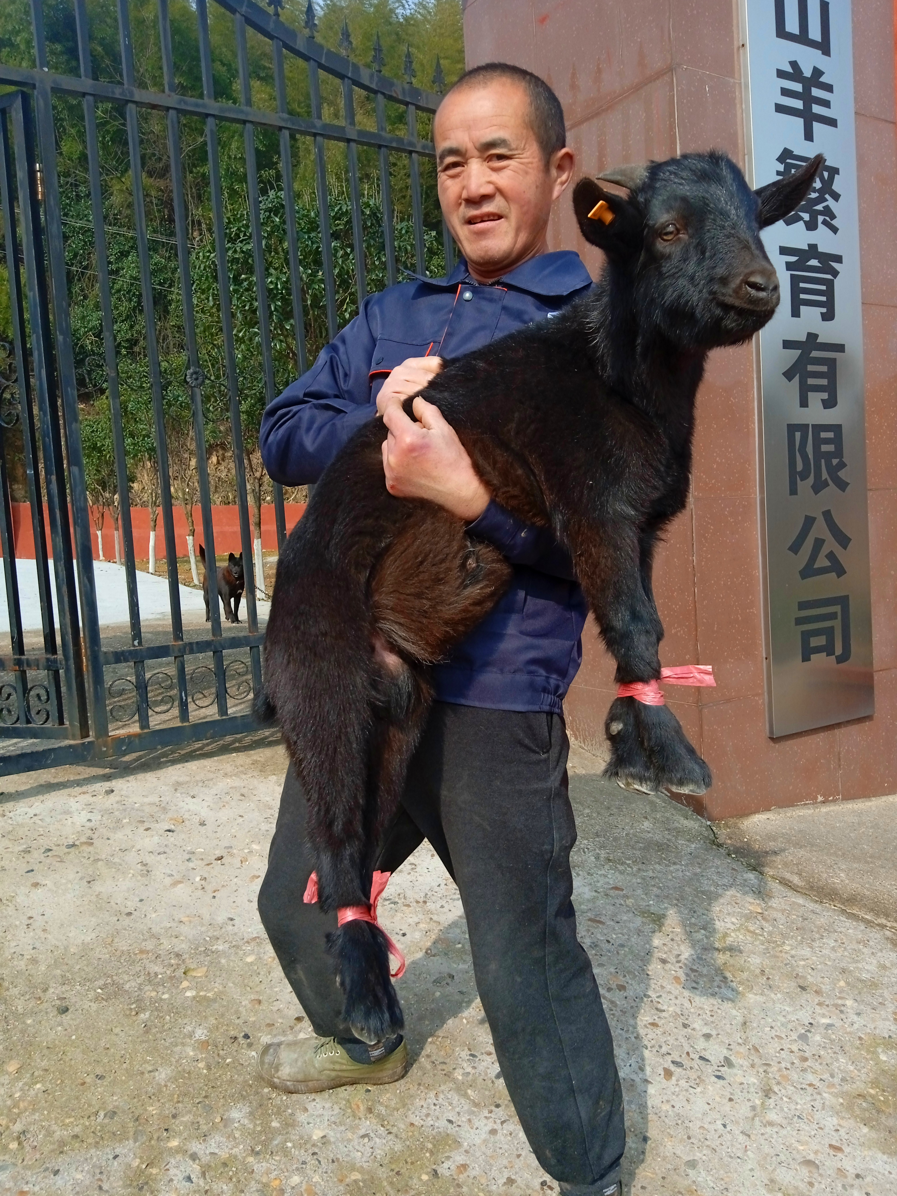 养黑山羊将满足顾客的哪些需求,放养黑山羊怎么才能做到规模化