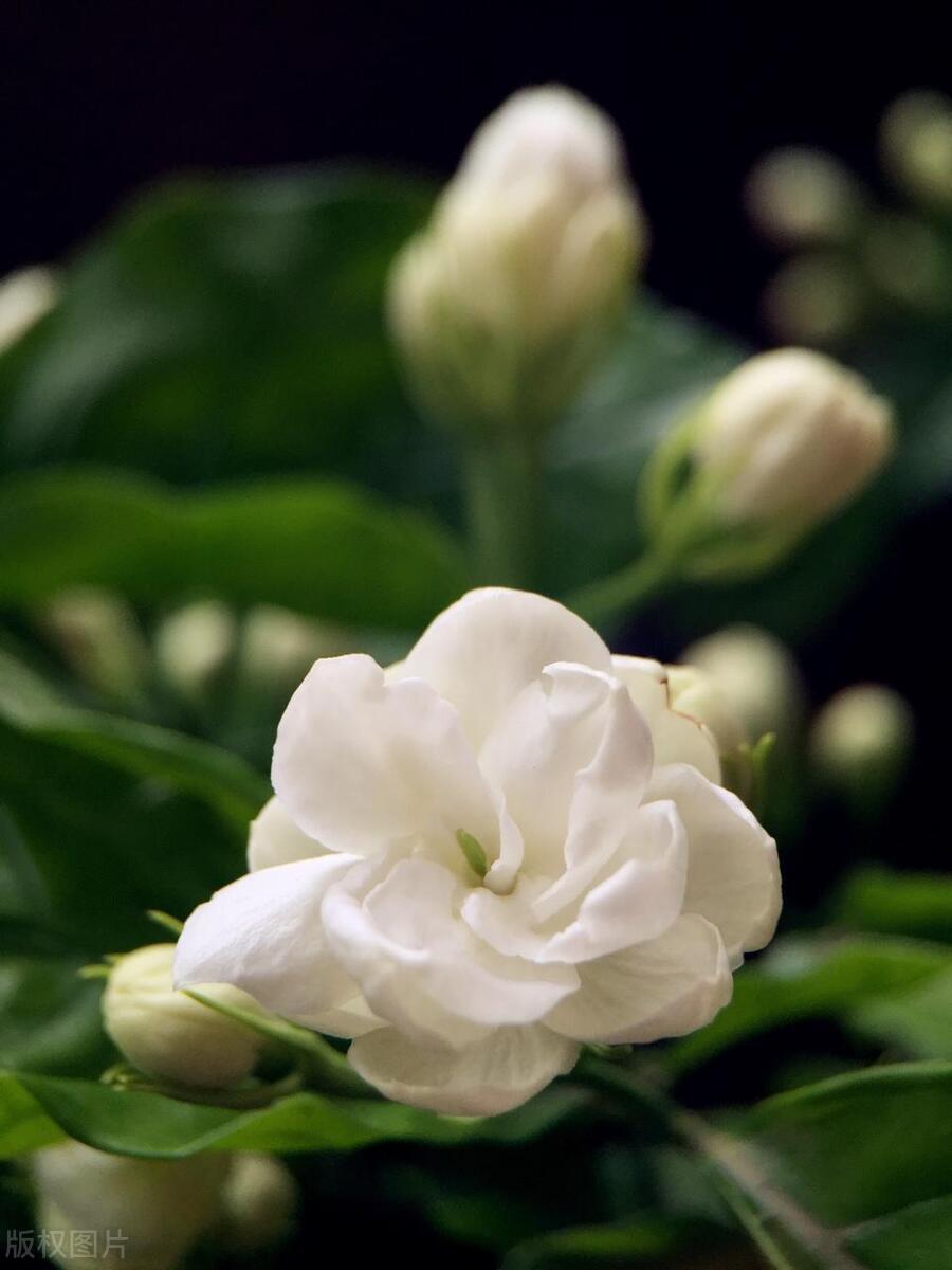 茉莉花的花苞掉光了,家里养的茉莉花为什么花开得少