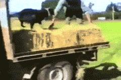 大哥怕是不行了,背是上午踩的,人是下午走的,席是中午吃的