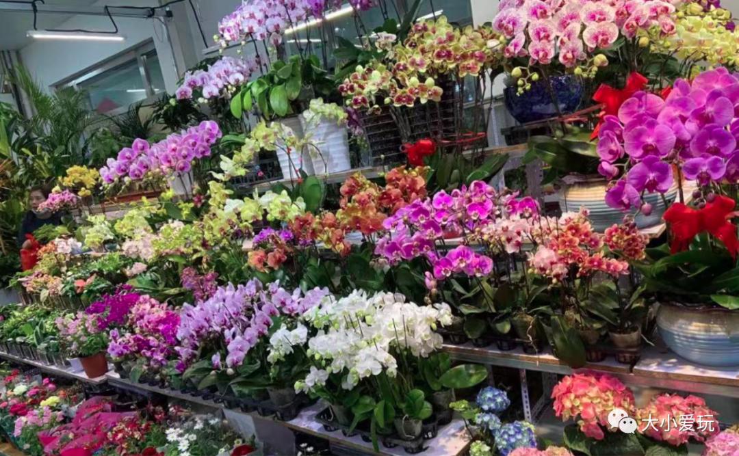 北京最美的花鸟市场,北京值得逛的花鸟市场