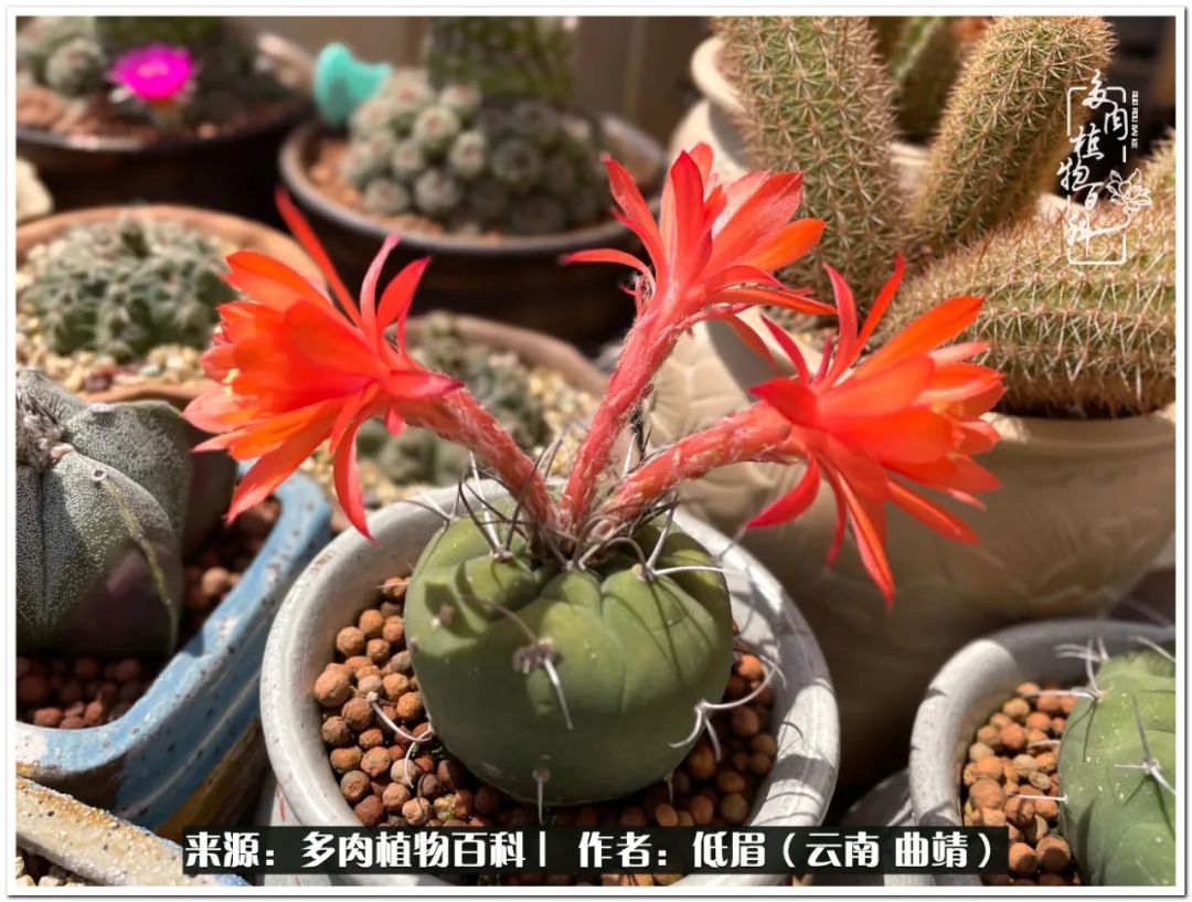 养了8年的多肉,养了七年多肉