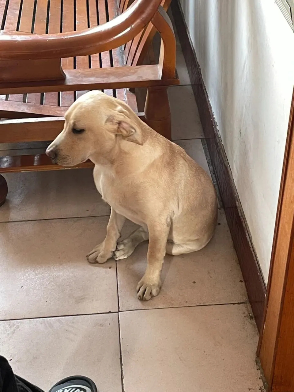 狗狗被打会有什么反应,狗被打的不敢动