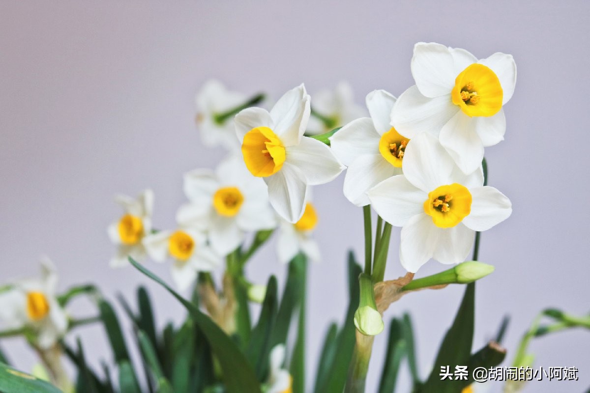 水仙花开了一次花以后怎么养,水仙干枯了怎么救活
