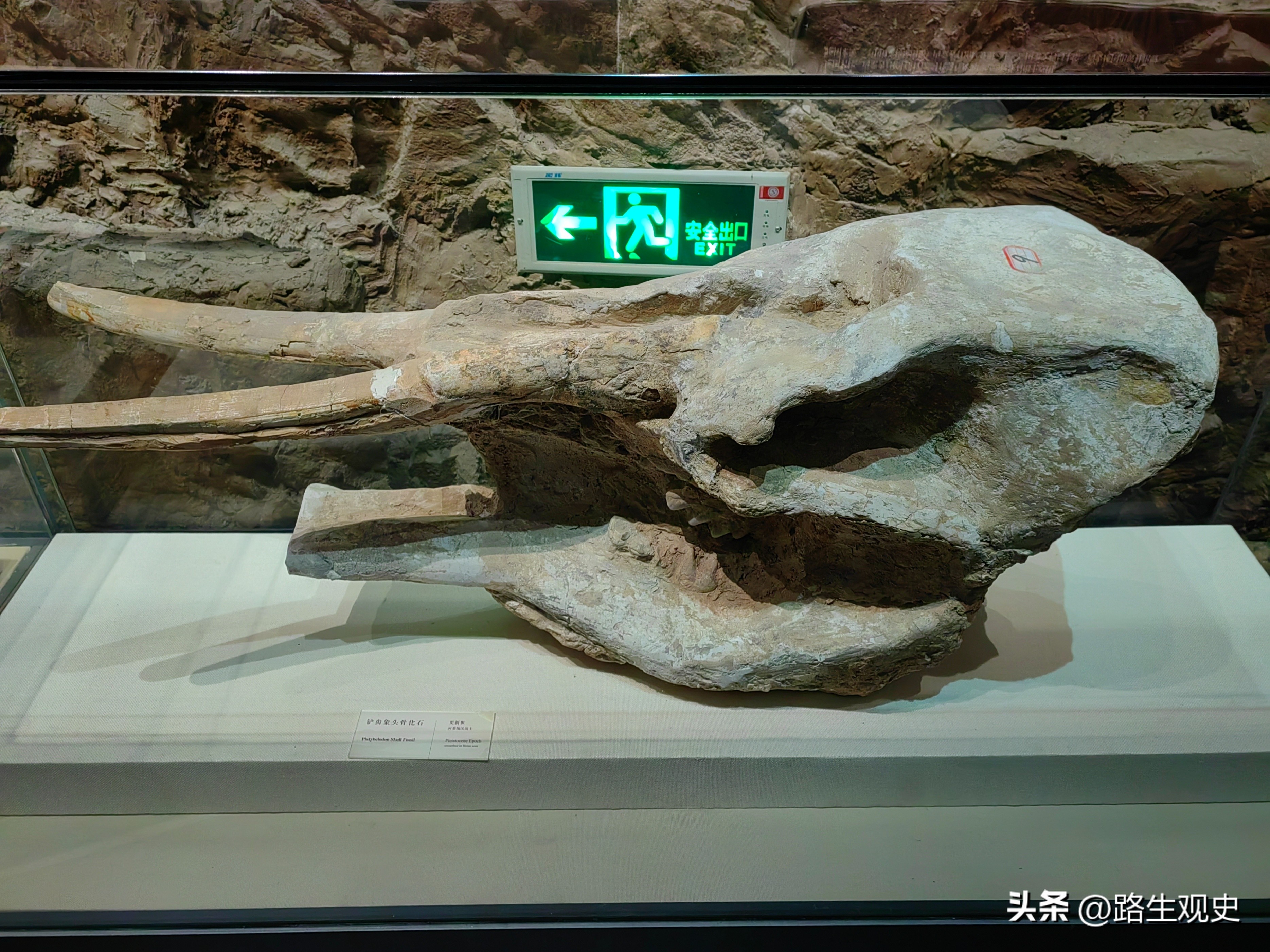 内蒙古恐龙遗迹有哪些,内蒙古草原几百上千年前是海吗