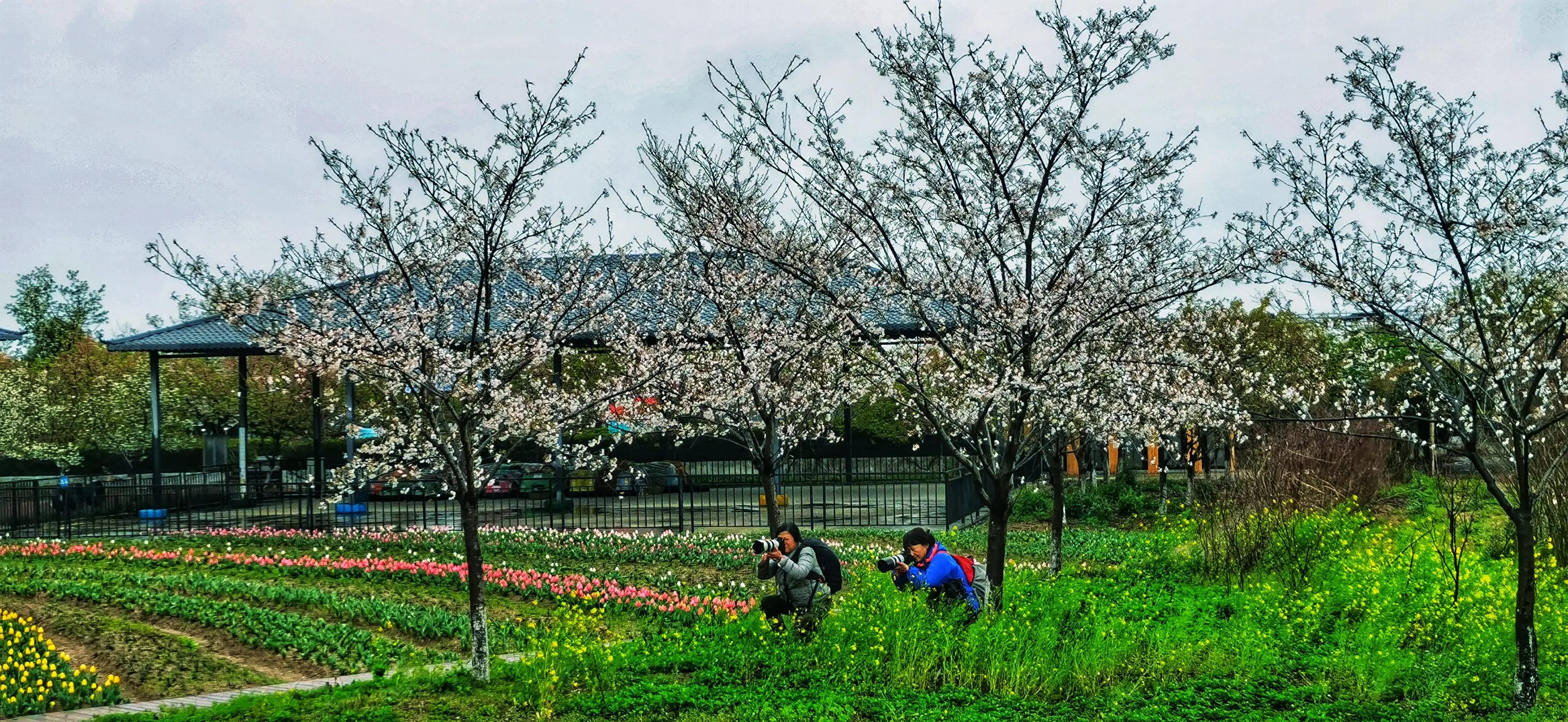 湖北宜昌花海赏花,枝江同心花海四月有什么花