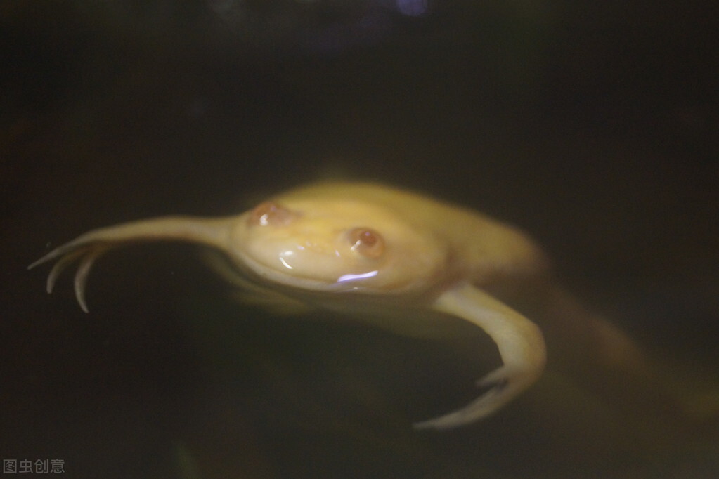 非洲爪蛙是一种大型扁平蛙，主要栖息在湖泊和河流的底部