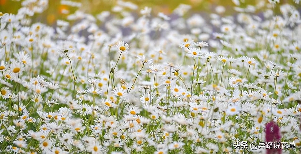 洋甘菊花骨朵,洋甘菊花语逆境生长