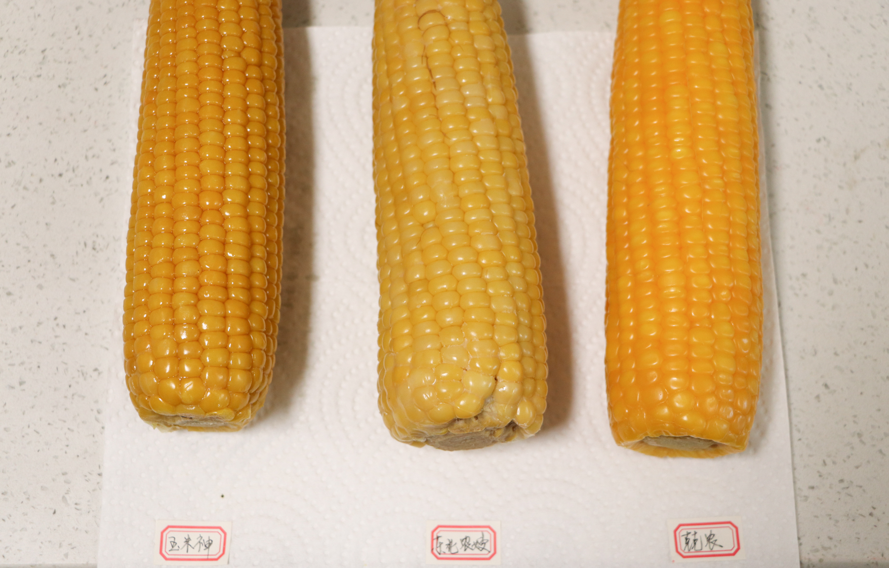 糯玉米推荐测评,甜糯玉米哪个品种最好吃