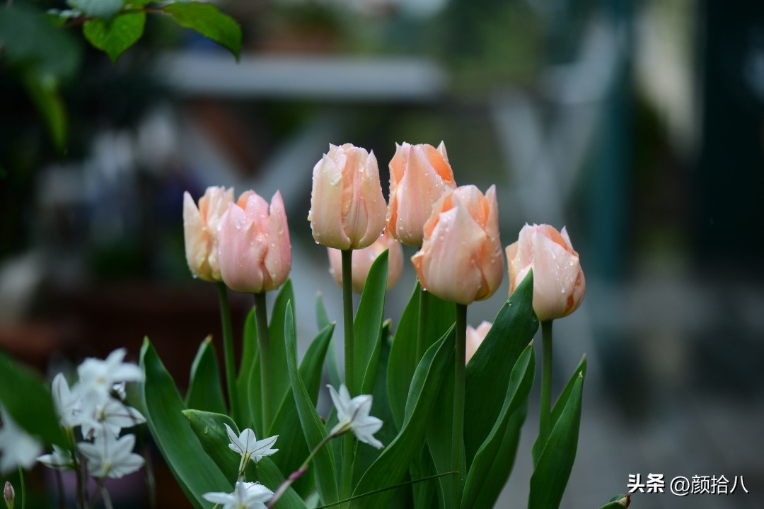 河马花园最耐阴植物,最漂亮的花园里的郁金香