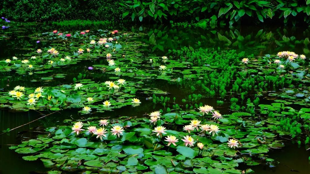 广州哪里有花海的景区,广州南沙区有哪些花海