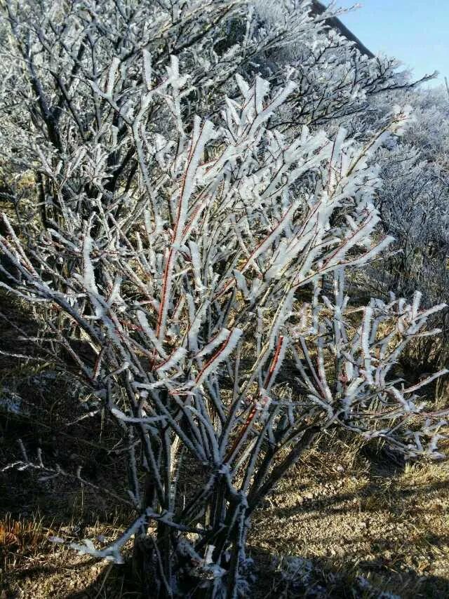 游黄山的经历,第一次旅行黄山