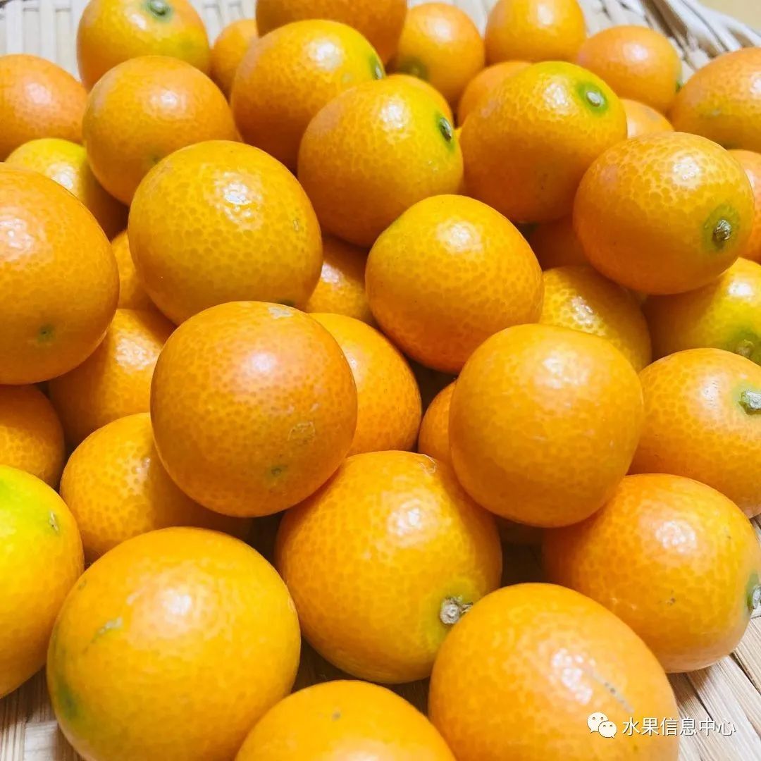 金桔产地视频,金桔多少个品种