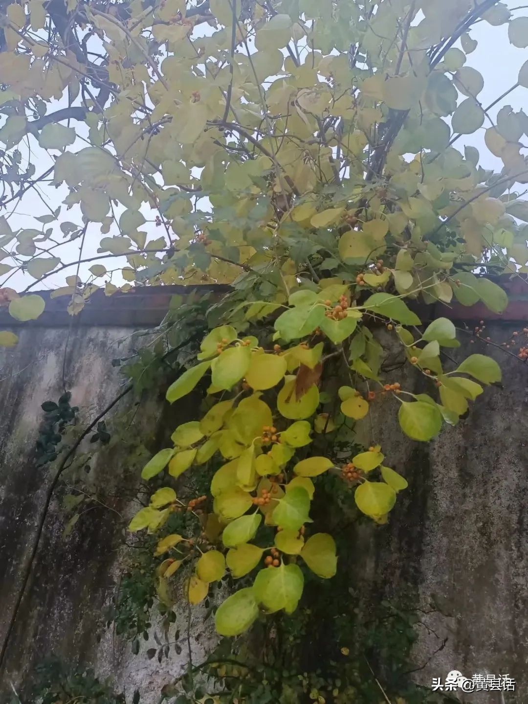 南蛇藤是山里最美的藤本植物