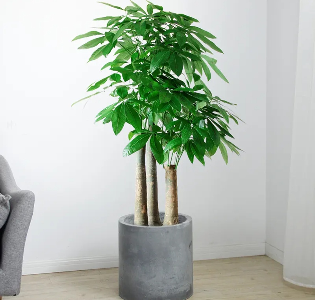 客厅最旺财的5种花,最适合客厅养的四种树