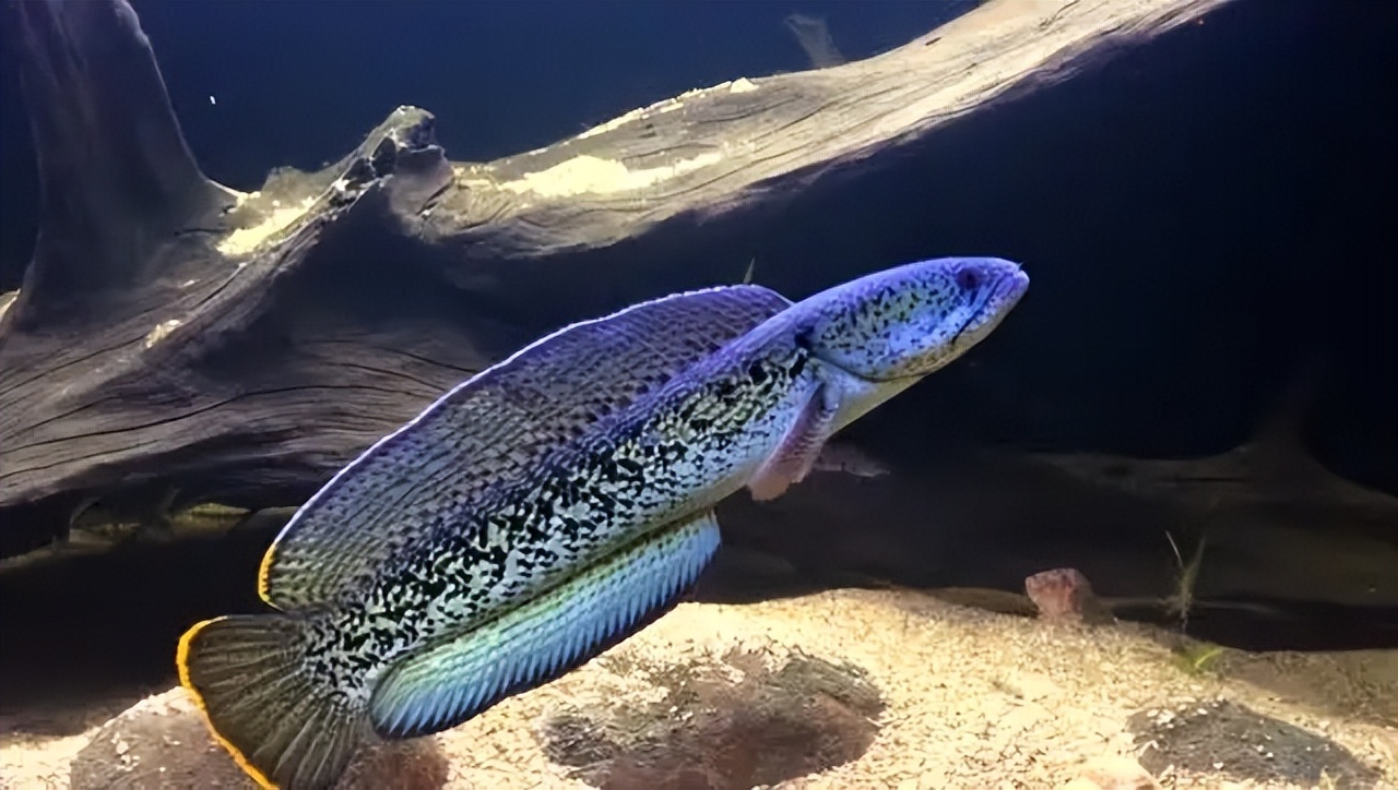 饲养观赏鱼的基本知识,饲养观赏鱼必备的三个技能