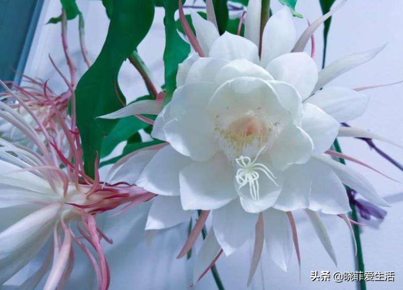 什么花最旺人旺家又好养好看,最旺家招财又好看好养的花