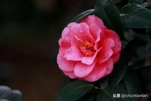 山茶花纯音乐,山茶花