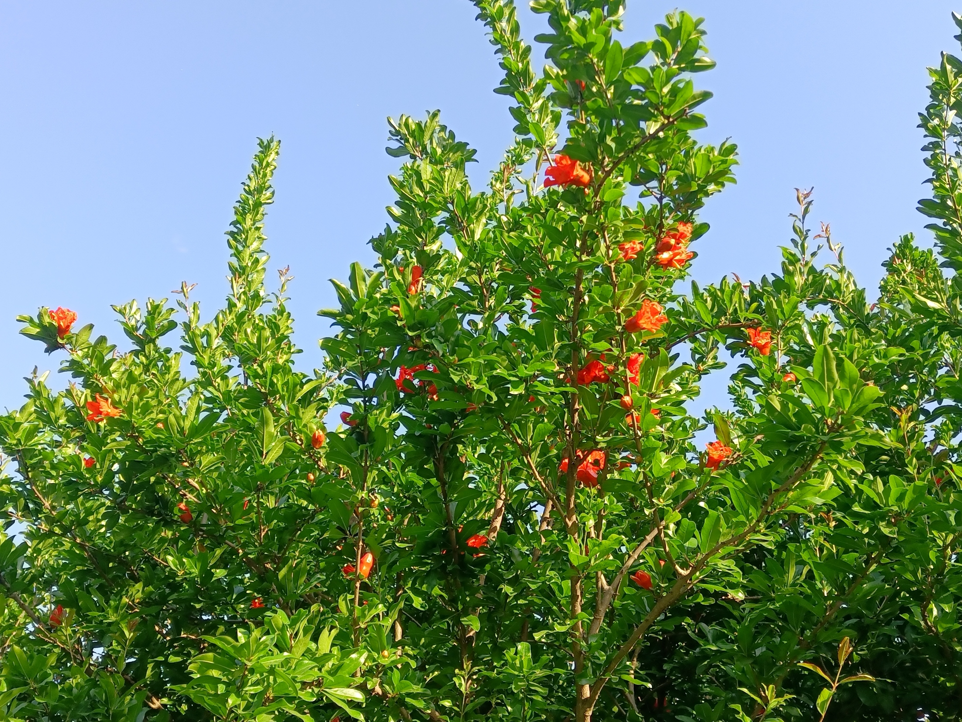 初夏石榴花开了阅读答案,初夏石榴花开了阅读理解答案