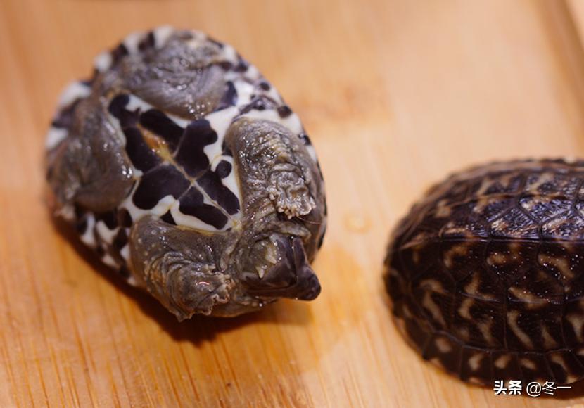 乌龟初学者,乌龟新手入门教程视频