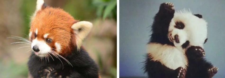 大熊猫真的安全了吗,大熊猫安全性能