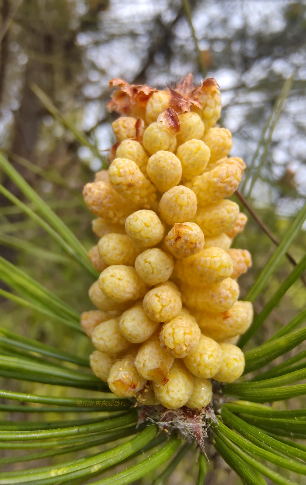 大家纷纷出去赏樱花，我却和老婆偷偷去山里看松树花，收获如何？