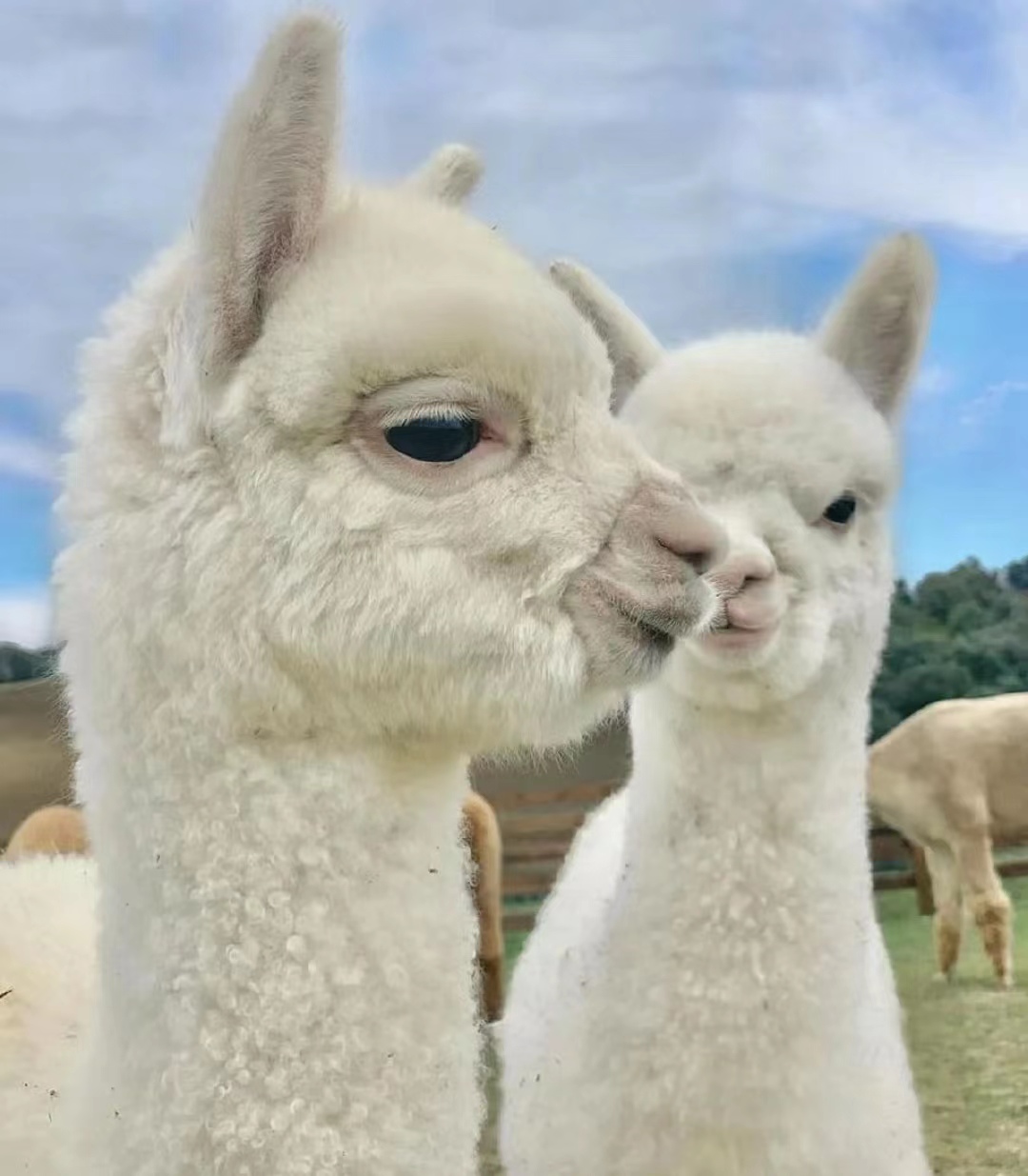 神兽羊驼介绍,关于羊驼的知识解说