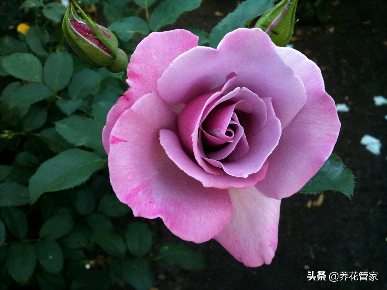 哪种紫色的月季最好看,蓝紫色的月季有哪些