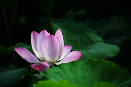 怎么做一个佛系的人,该怎么当一个佛系老师