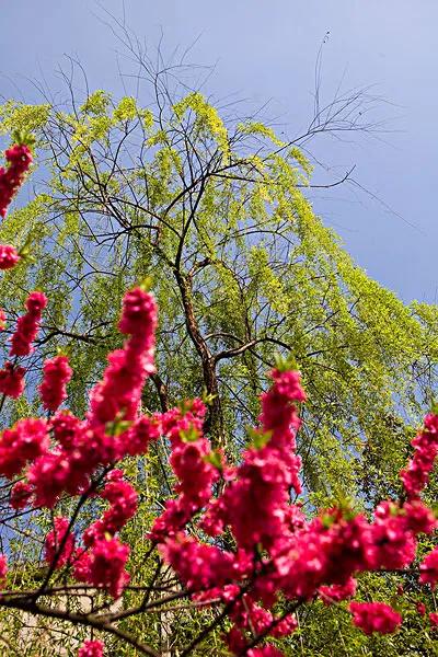 七绝春日二首原创,春日七绝诗十首