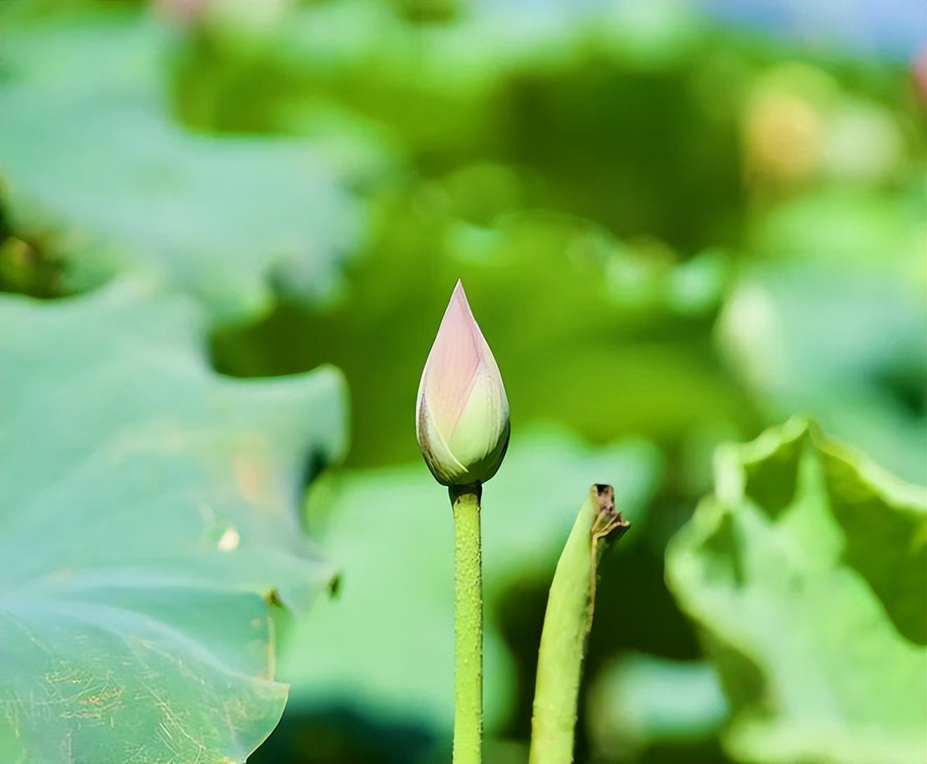 临沂绿地玉晖公馆建设,临沂绿地玉晖公馆交付