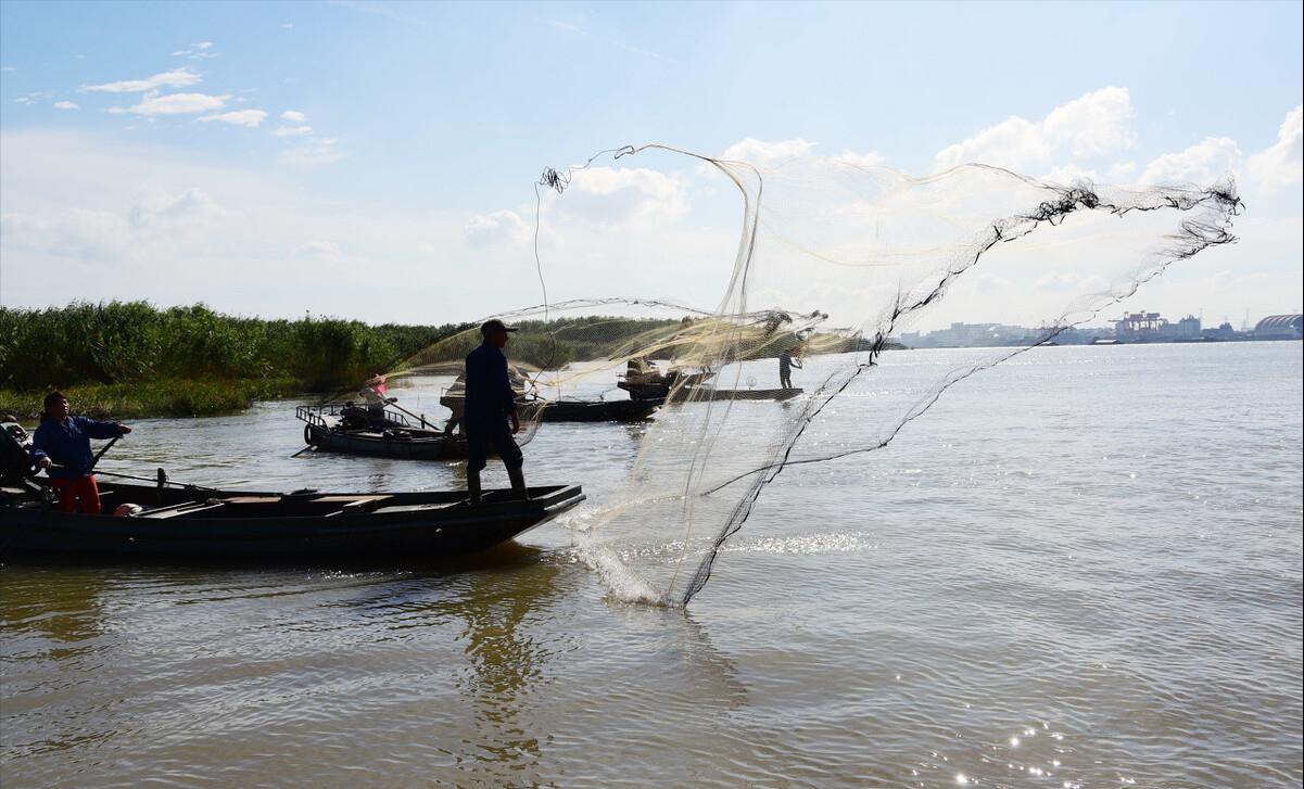 长江野生鲥鱼还有没有,现在长江鲥鱼怎么样了