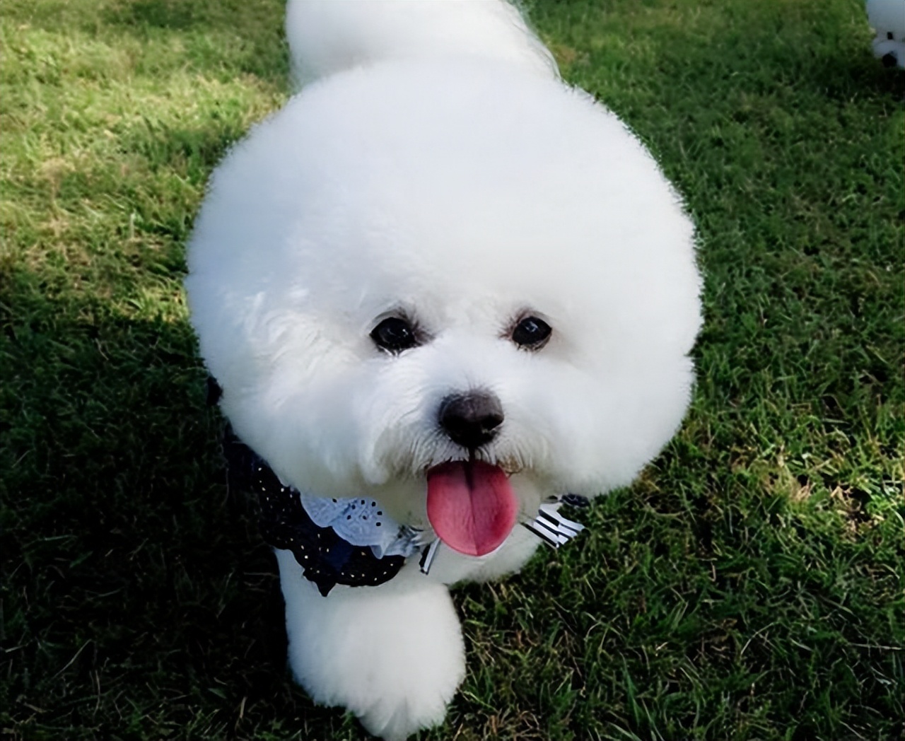 养比熊犬的缺点和优点,适合养比熊犬的人都具备这些特征