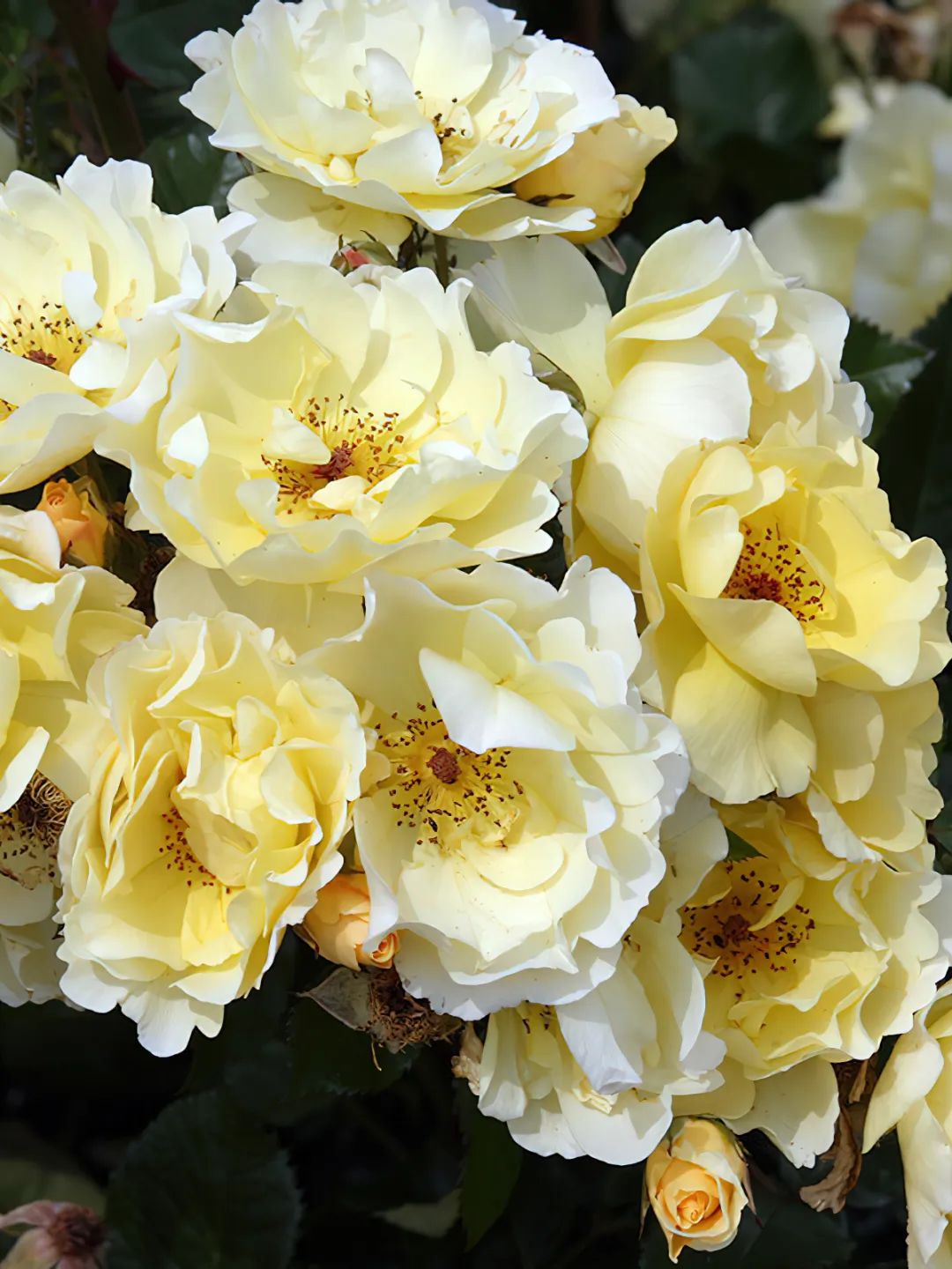 比较鲜又好养的月季品种,最值得养的大花浓香月季品种