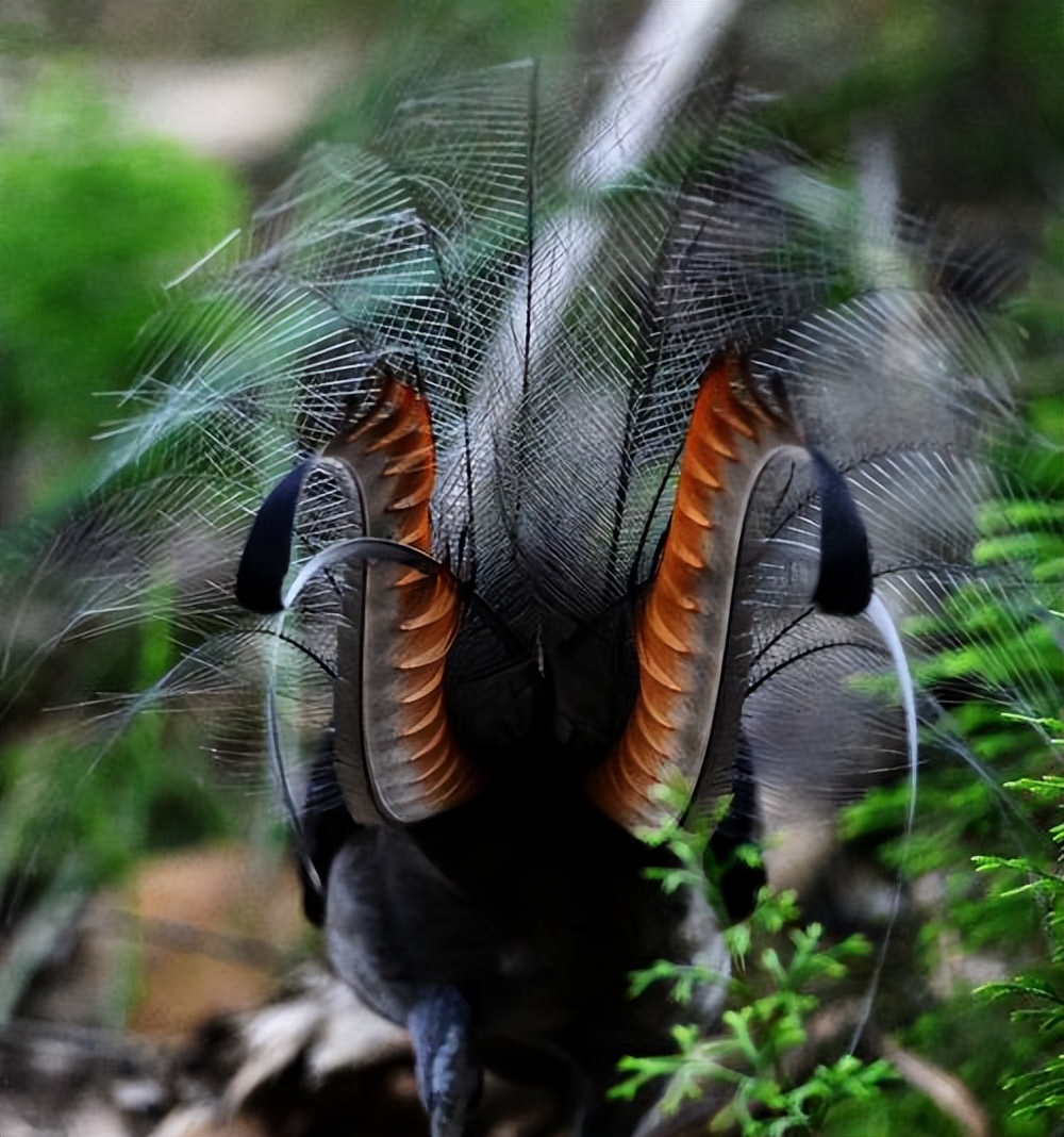 世界上最大的华丽琴鸟,天堂的使者