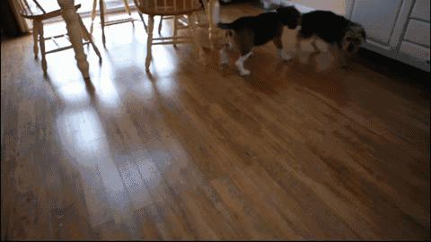 狗为什么会闻屁屁,两狗见面怎么能看出哪个凶