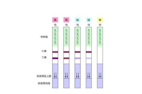 女性卵泡的监测方法和监测时机