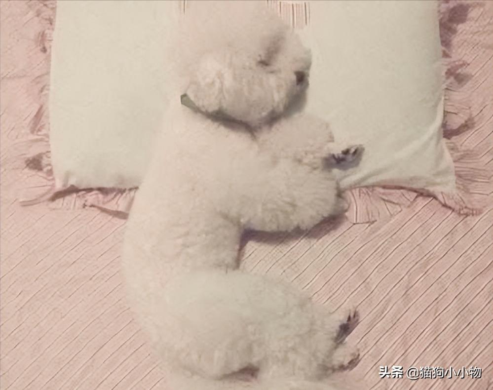 小比熊的睡姿代表什么,比熊睡觉什么姿势是正常的