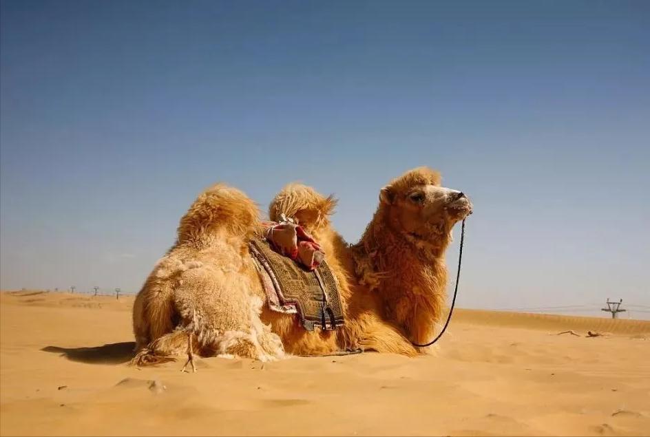 羊奶驼奶和牛奶哪个适合老年人,驼奶跟牛奶哪个营养价值比较高