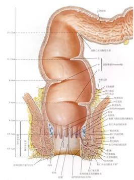 大肠癌科普知识(四十四)大肠癌必做检查之直肠MRI的必要性