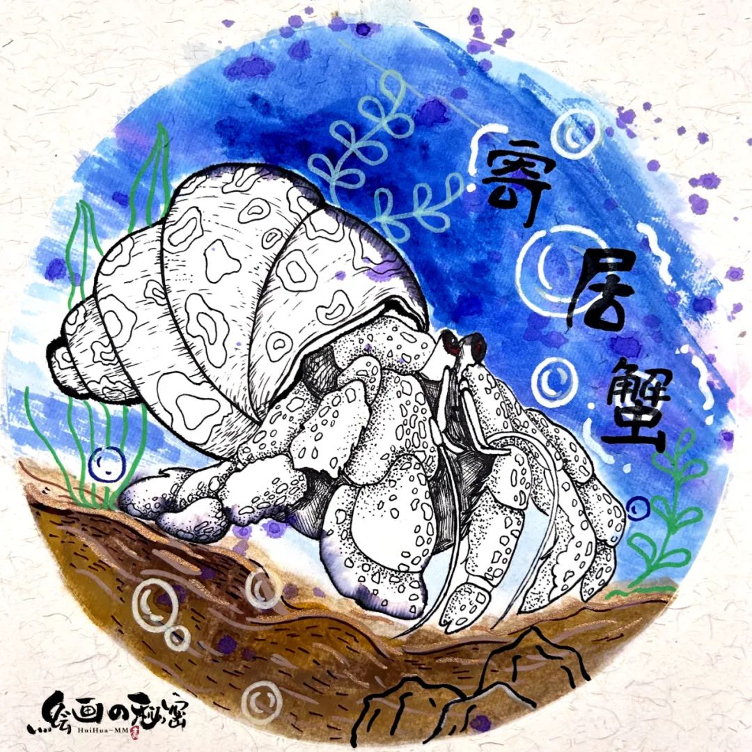 寄居蟹沙子要湿的还是干的,寄居蟹怎么养