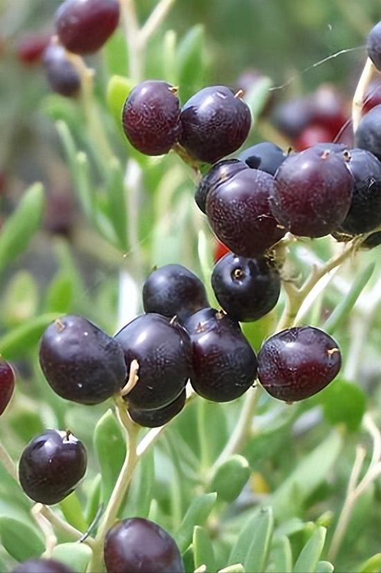 中药古今研究连翘,中药古今研究莪术