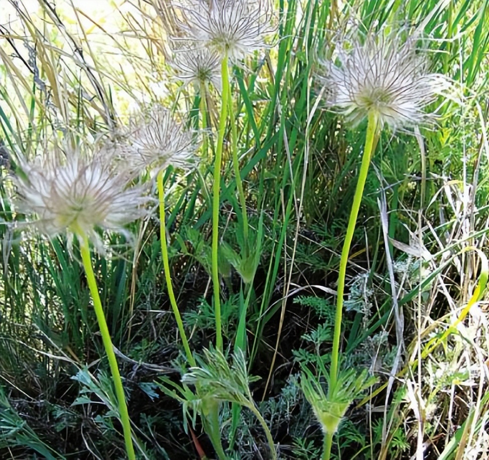 白头翁与黄连治疗痢疾的区别,白头翁治病毒性痢疾的方子