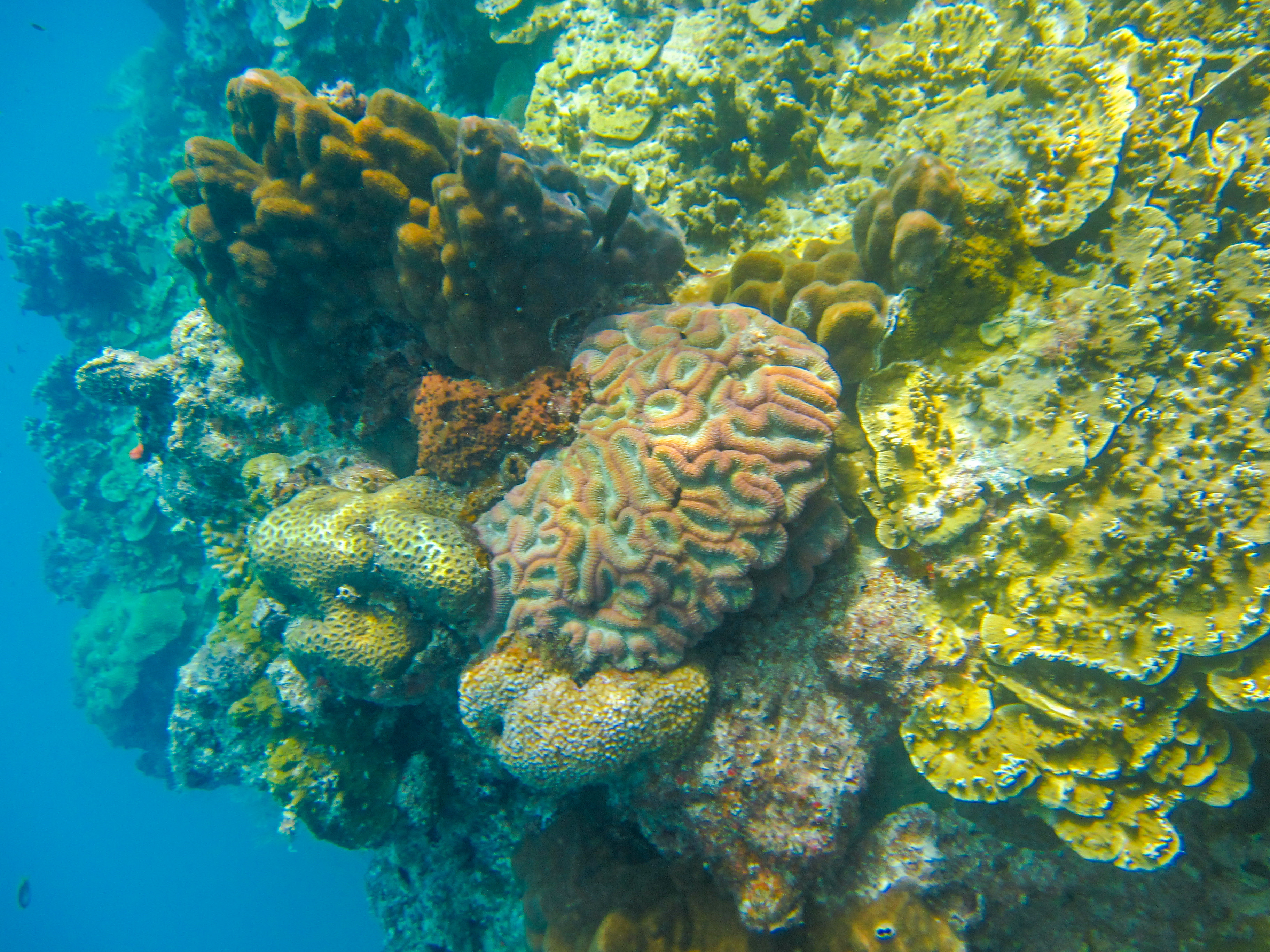 上帝的水族箱,上帝的鱼缸马尔代夫