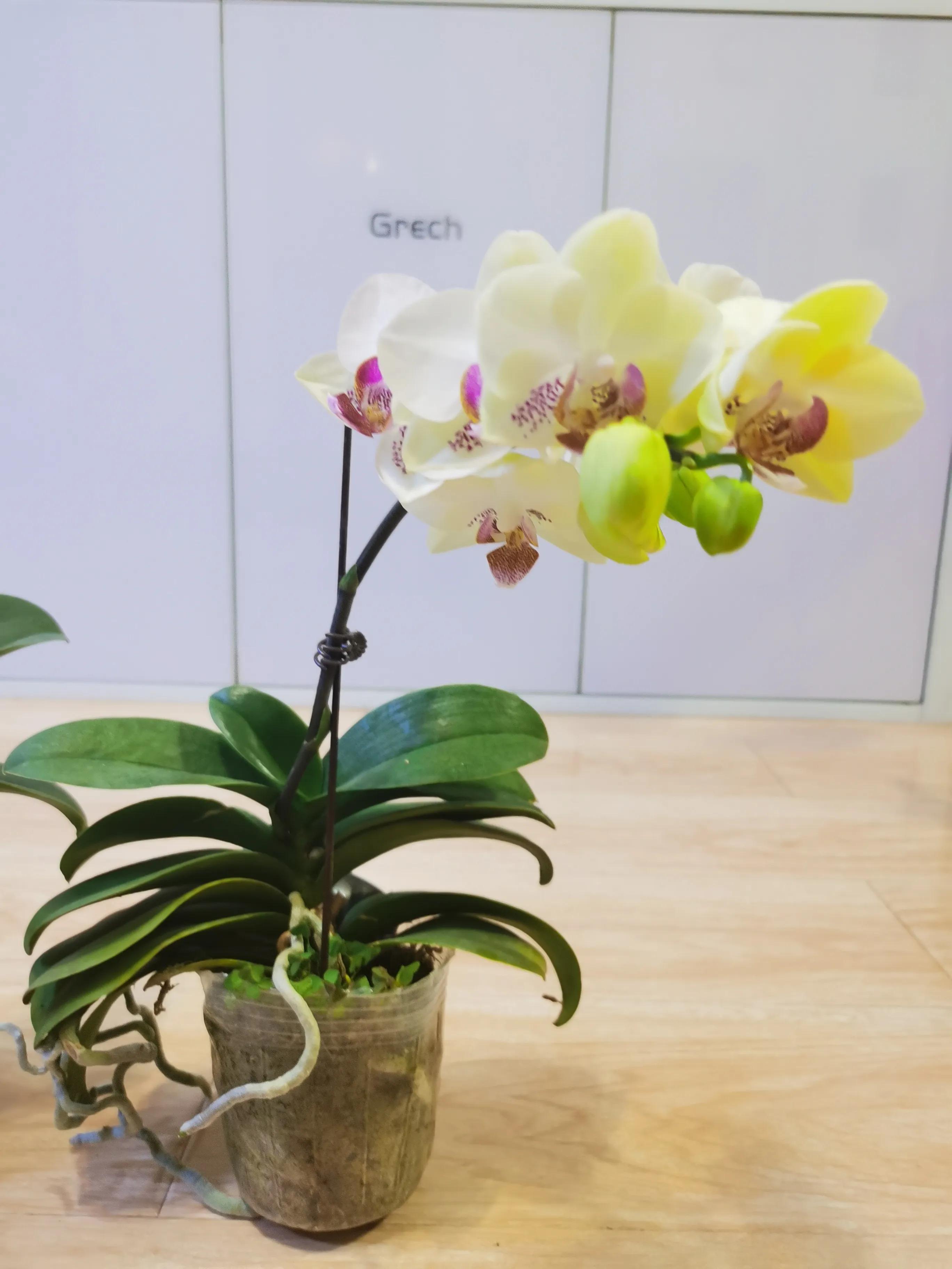 粉黛佳人水仙,紫水仙图片大全