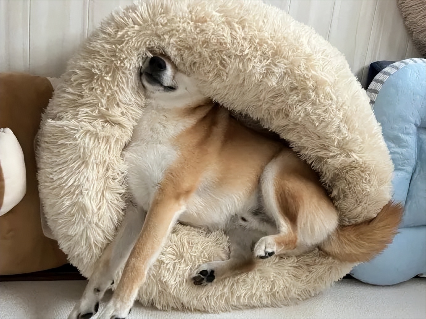 裸体金毛误闯地铁站被揪住耳朵：大哥！头发扎得有点紧了！