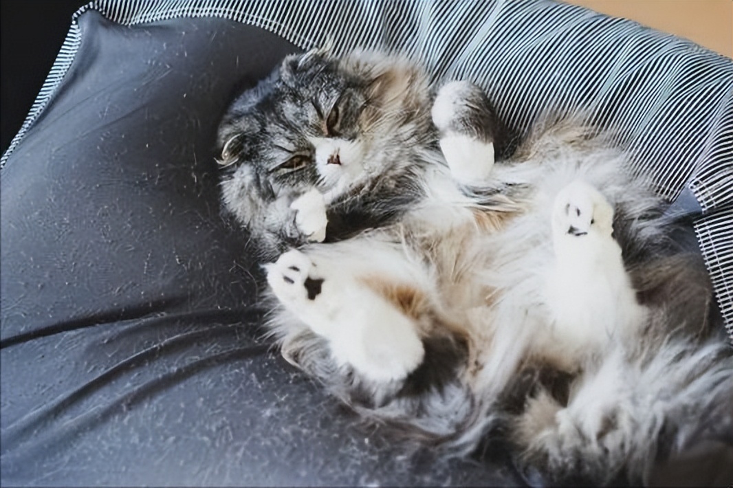 快速去除猫毛的办法,如何彻底消除猫毛